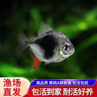 短身银板黑桃A银板鱼粗线细线非洲金股群养龙配热带观赏鱼