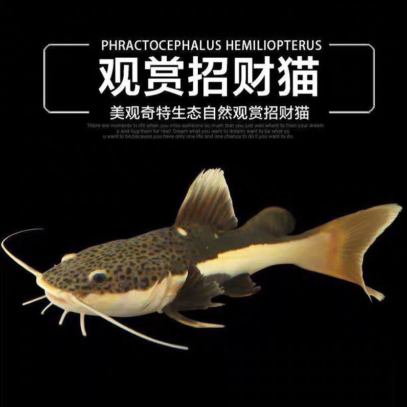 热带观赏鱼招财猫鱼红尾鲶鱼活银龙鱼狗仔鲸鱼中大型底层鱼
