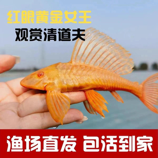 红眼女王清道夫大帆女皇活体大小型垃圾异型鱼热带观赏鱼鱼缸清洁