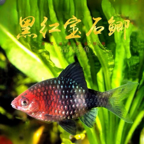 红黑宝石鲫鱼原生冷水淡水鱼钻石彩虹热带观赏鱼小型红黑熊猫