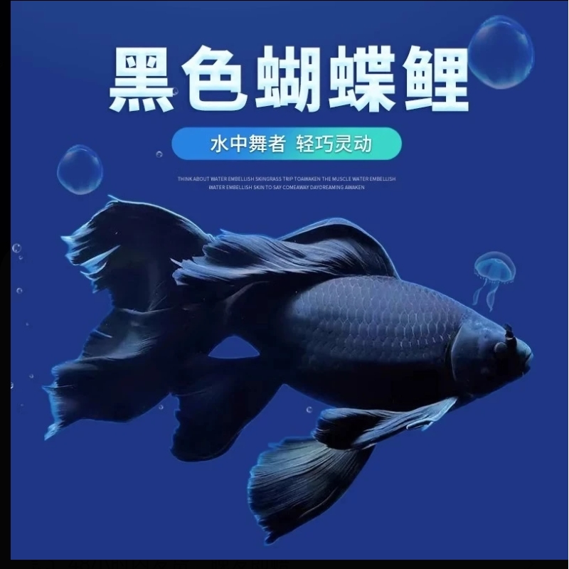 黑色蝴蝶鲤鱼苗冷水易养