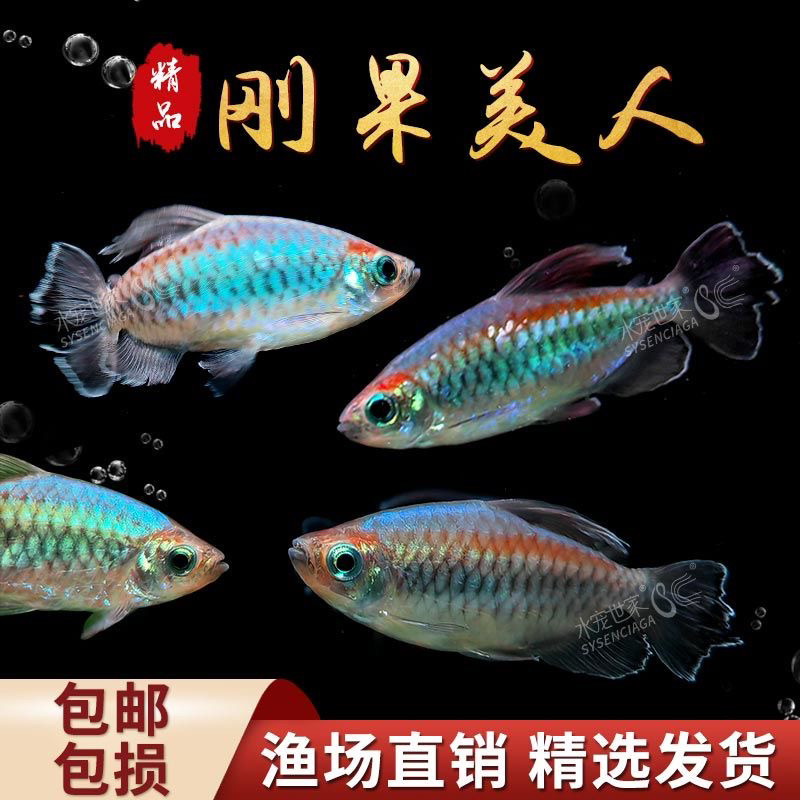 刚果美人电光石美人美人鱼热带小型活体群游鱼易养活美人鱼观赏鱼