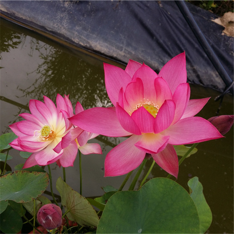 秦淮彩灯碗莲种藕裸根水生植物楼顶庭院室内阳台盆栽荷花卉吸甲醛