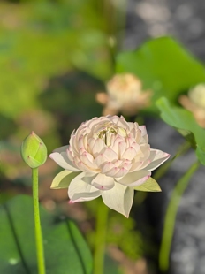 碗莲粉色丹青种藕小微型粉重瓣观赏荷花鲜切花盆栽荷花水生迷你莲