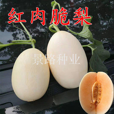 红肉脆梨 厚皮甜瓜 脆肉 含糖量高 耐贮运