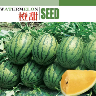 景路橙甜礼品西瓜种子薄皮多汁黄瓤耐裂包甜小吊瓜种子口感好