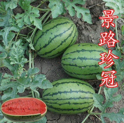 景路珍冠早春红玉早熟西瓜种子玲珑小西瓜薄皮大红瓤水果种子