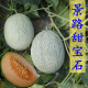 景路甜宝石哈密瓜种子 口感脆爽 甜瓜种子早熟绿皮网纹甜瓜种子