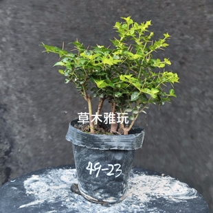 常青小丛林 浙江小叶虎刺绣花针寿庭木老鼠刺迷你小老桩小盆栽四季