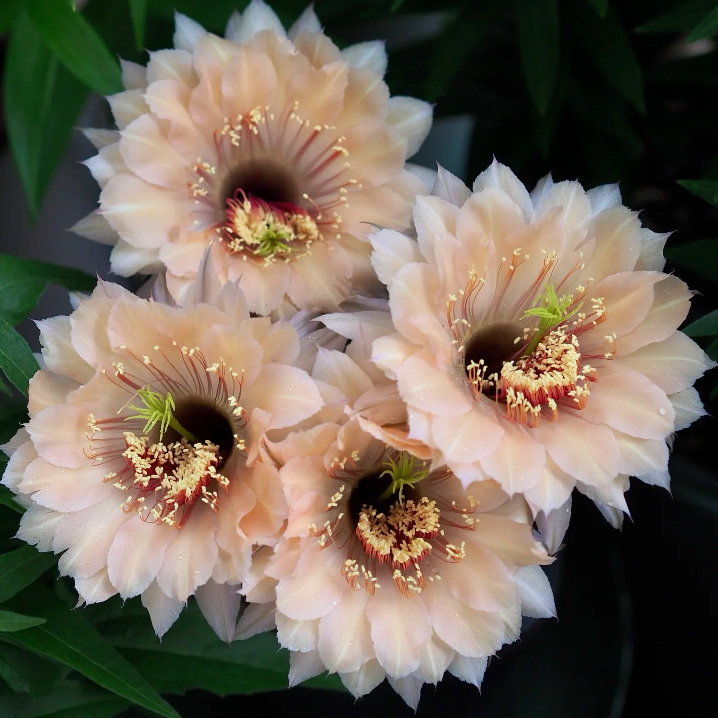 大花彩草开花仙人球多肉植物盆栽