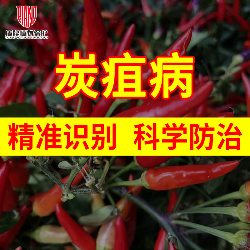 辣椒芒果葡萄炭疽病精准识别与科学防治苯醚甲环唑嘧菌酯金棠妙收