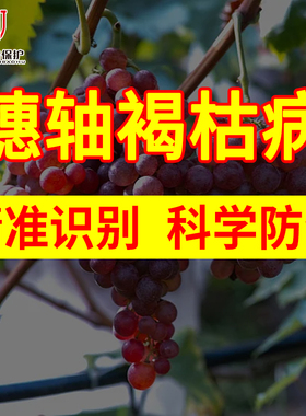 葡萄穗轴褐枯病精准识别与科学防治啶酰菌胺抑霉唑翠泽金棠妙收