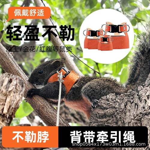 松鼠牵引绳背带链子花枝鼠小松鼠