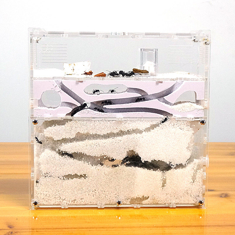 蚂蚁工坊蚂蚁城堡送受精蚁后小宠物亚克力沙巢家园庄园干湿双蚁巢