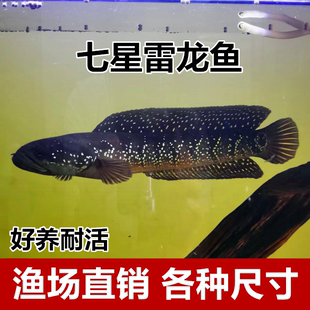 包邮 观赏七星鱼彩虹雷龙耐养冷水淡水鱼活体凶猛活体观赏锦鲤金鱼