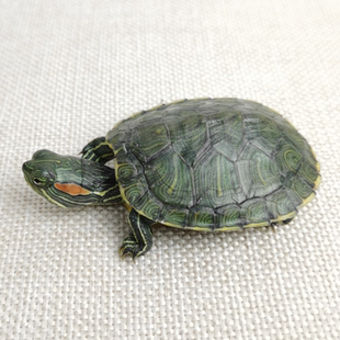 黄金巴西龟活体小宠迷你情侣龟观赏宠物龟活物乌龟家养七彩巴西龟