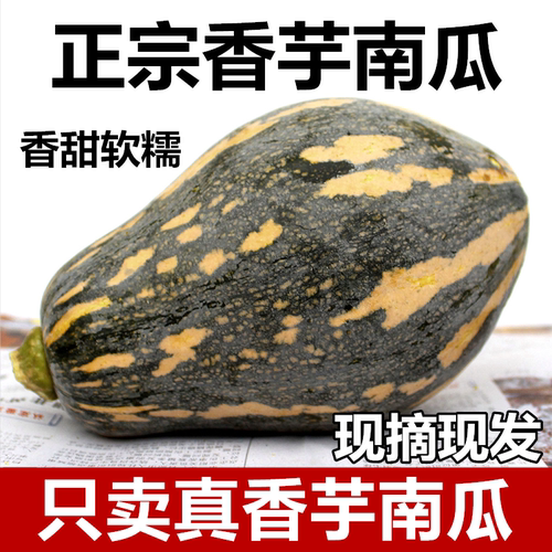 正宗香芋南瓜新鲜甜糯粉糯板栗味当季蔬菜宝宝辅食迷你非贝贝南瓜