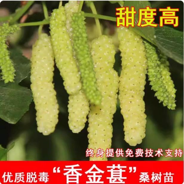 海宁正宗嫁接苗香金葚无籽大十大白珍珠凤尾桑台湾白长果黄金桑葚