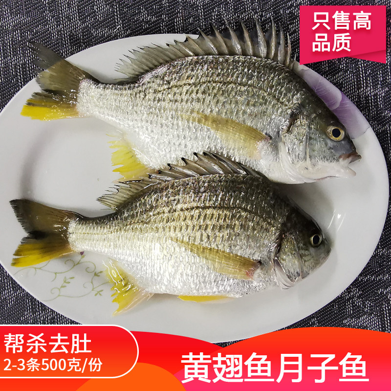 阳江新鲜黄翅鱼活冻深海黄脚立鱼海鲤鱼海捕黄赤鱼黄鳍鲷鱼1斤