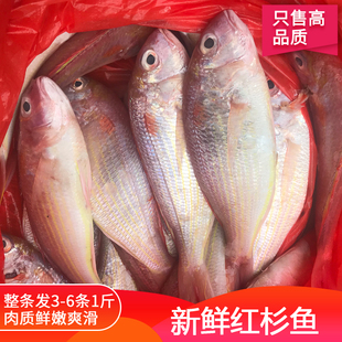 红杉鱼新鲜冷冻鲜活水产金丝鱼海钓金三线食用海捕红衫鱼500g
