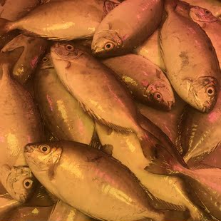 阳江泥猛鱼冷冻娘艾苦提鱼挨篮子鱼新鲜秋叶鱼潮汕海鲜水产鲜活