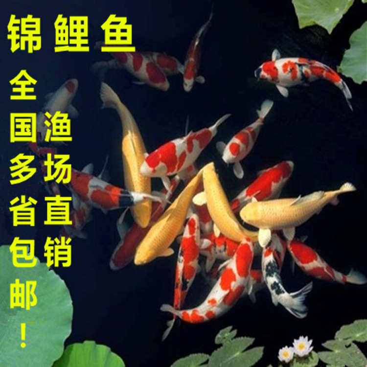 锦鲤活体白金龙凤锦鲤鱼黄金锦鲤鱼冷水鱼凤水鱼日本纯种锦鲤包邮