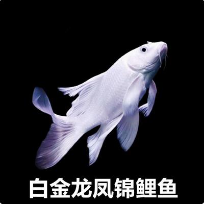 观赏鱼精品白金龙凤锦鲤鱼