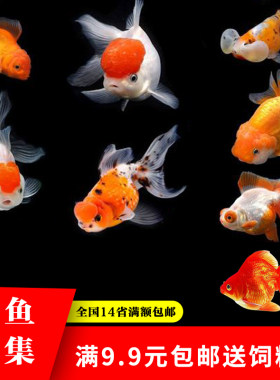 活体草金鱼活体冷水鱼锦鲤鱼苗