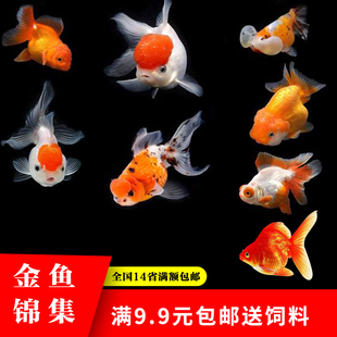 草金鱼活体冷水鱼蝶尾黄金龙凤锦鲤鱼白金龙凤锦鲤鱼苗鹤顶红包邮