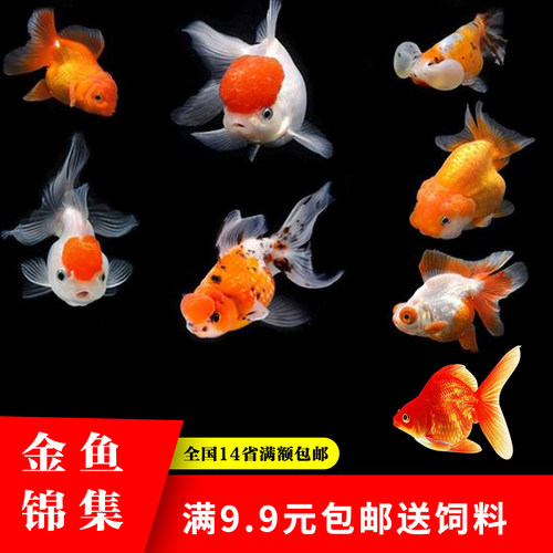 活体草金鱼活体冷水鱼锦鲤鱼苗
