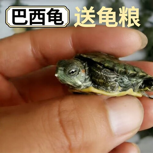 巴西小乌龟养殖场直销外塘红耳杂食地摊观赏小龟宠物活体巴西龟
