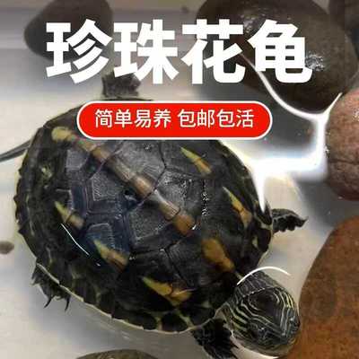 纯正珍珠龟小乌龟活物