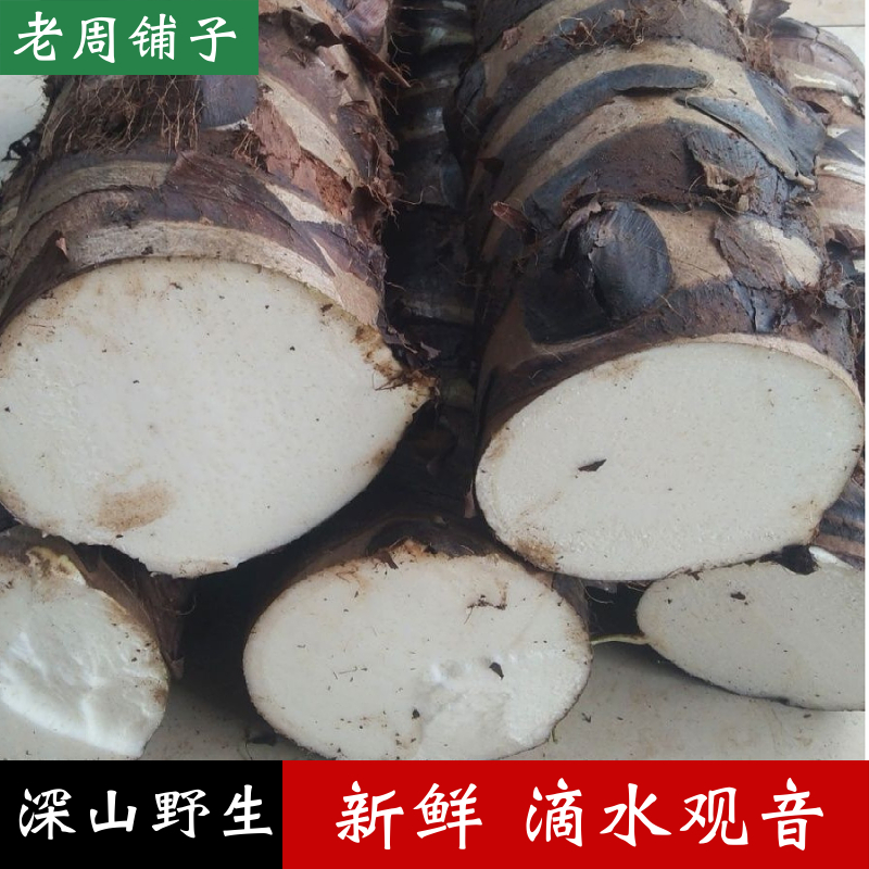 广西深山滴水观音根茎野生老桩新鲜现挖发货观音根中药材艾灸包邮
