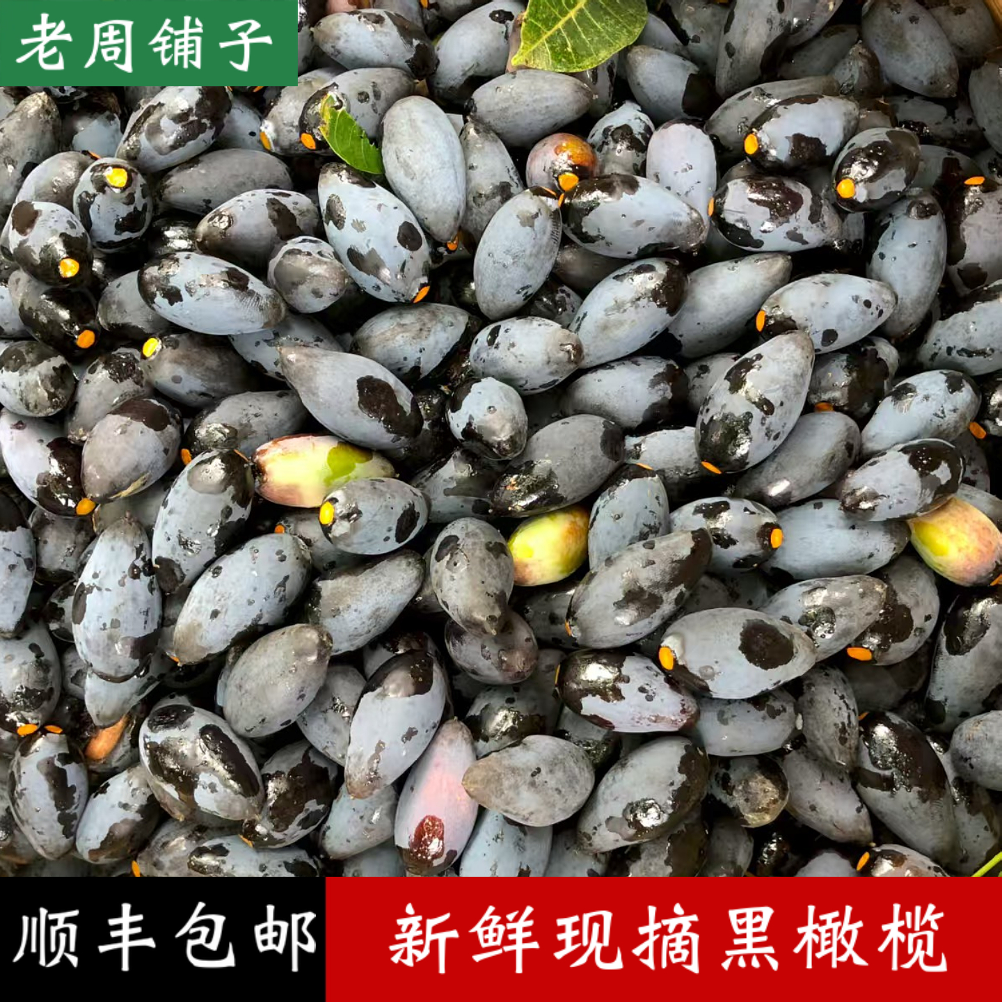 新鲜现摘现发黑橄榄乌榄油榄可制榄角泡榄等