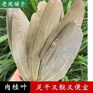 干桂树叶肉桂叶月桂叶农家自晒多省包邮