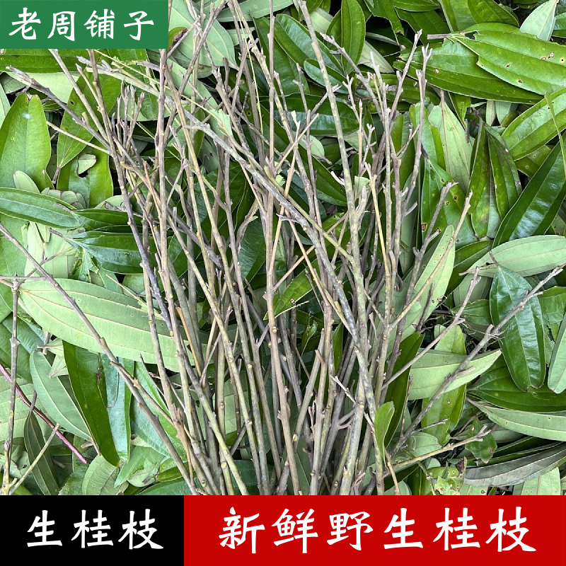 广西深山野生桂枝无硫中药材原生态生桂枝香料桂皮树枝条产地直发