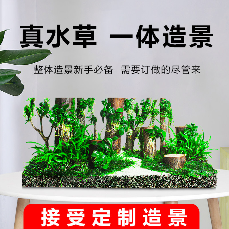 定制鱼缸造景一体成品小米当贝森森画法几何水草造景装饰成品发货