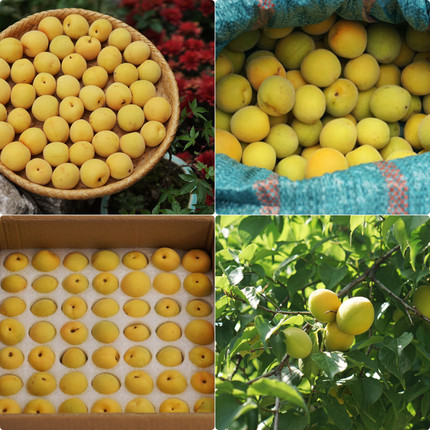 云山臻精装树上熟黄梅4.6斤-5斤珍珠棉隔断包装顺丰陆运