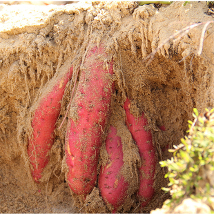 现挖新鲜六鳌红蜜薯沙地红心地瓜板栗蕃薯农家自种小红薯5斤包邮