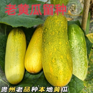 贵州特产高产老品种黄瓜种可留种本地老黄瓜农家自留种四季种植