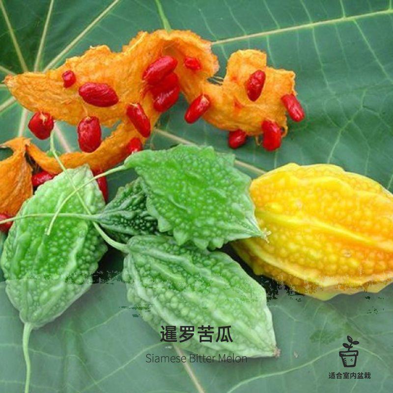 小癞瓜种子癞葡萄种子红心苦瓜金铃子四季播庭院春季水果蔬菜种子