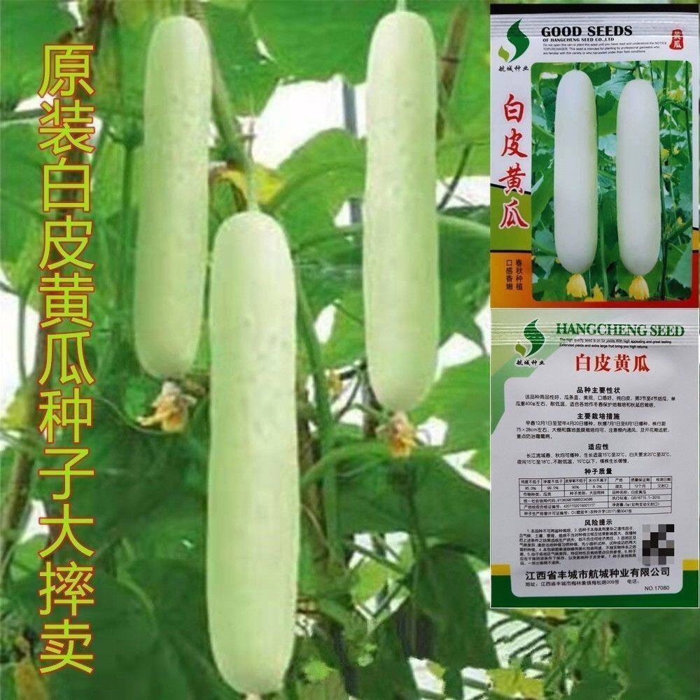 进口奶油白玉黄瓜种子白玉青瓜春家庭园艺种子