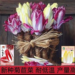 金玉兰菜种子软化黄菊苣盆栽水培特菜王兰菜紫菊苣秋冬四季蔬菜籽