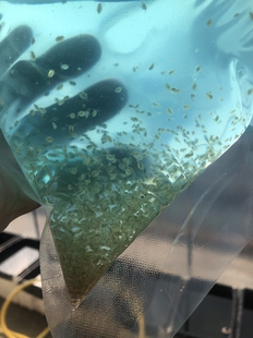 活体水蚤鱼食鲜活水蚤