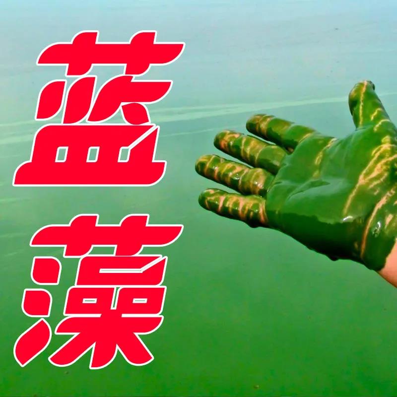 蓝藻分解鱼塘生物杀除净水