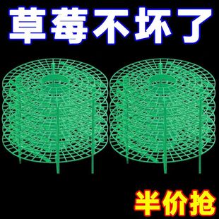 草莓托盘支架种植盆栽水果家庭绿植拼接防烂倒伏叶烂果园艺支撑架