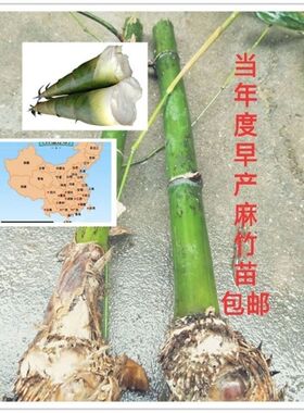 麻竹苗埔田台湾甜竹笋种植苗造林竹笋苗庭院马蹄竹笋楠竹毛竹子苗