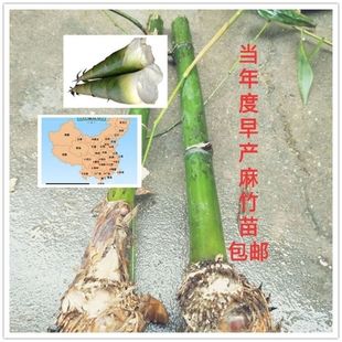 麻竹苗埔田台湾甜竹笋种植苗造林竹笋苗庭院马蹄竹笋楠竹毛竹子苗