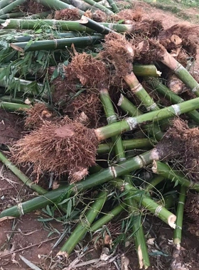 麻竹苗食用甜竹笋种苗广西大头笋苗马蹄笋竹苗毛竹绿竹楠竹子树苗
