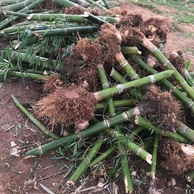 麻竹苗食用甜竹笋种苗广西大头笋苗马蹄笋竹苗毛竹绿竹楠竹子树苗